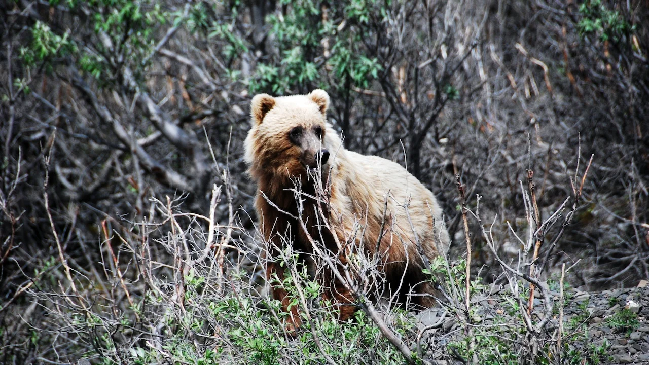 Grizzlybär von Joachim von Loeben